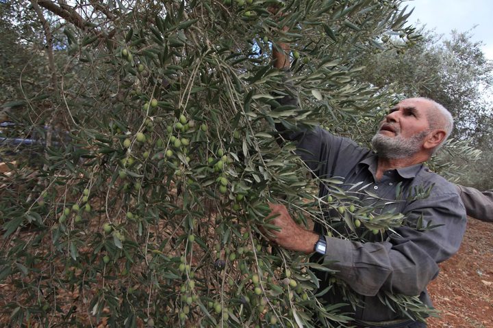 Olive Harvest Season in Palestine: A Celebration of Culture and Heritage