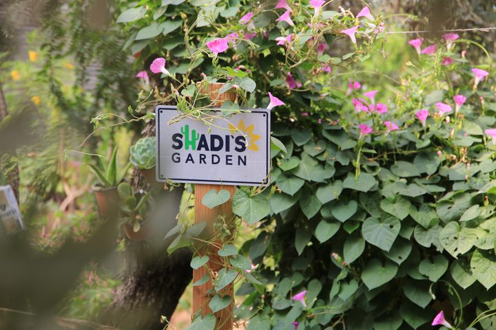 Shadi's Garden: A Palestinian Oasis Nurtured by a Passion for Plants